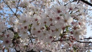 コブルCOMPANYの桜